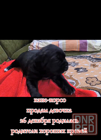 Щенок Кане- корсо девочка Донецк - изображение 1