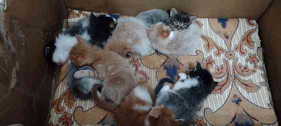 Бронь мейн кун Донецк