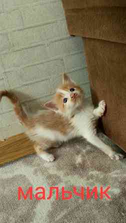 Бронь мейн кун Донецк