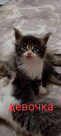 Бронь мейн кун Донецк