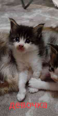 Бронь мейн кун Донецк