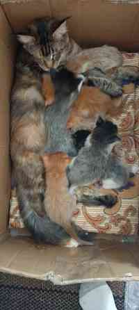 Бронь мейн кун Донецк