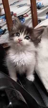 Бронь мейн кун Донецк