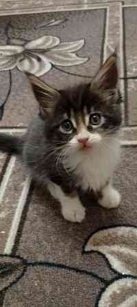 Бронь мейн кун Донецк