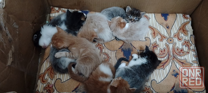 Бронь мейн кун Донецк - изображение 2