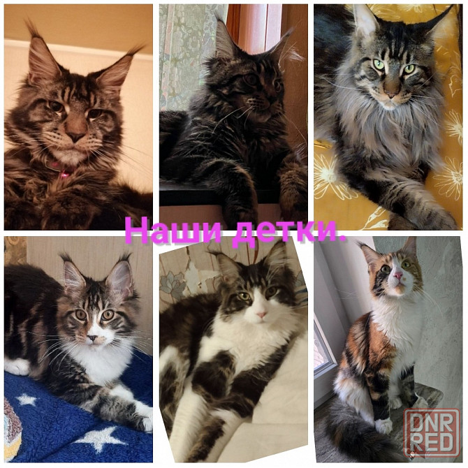 Бронь мейн кун Донецк - изображение 5