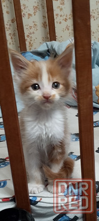 Бронь мейн кун Донецк - изображение 3