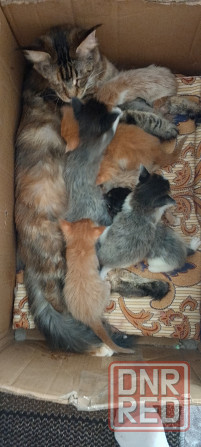 Бронь мейн кун Донецк - изображение 1