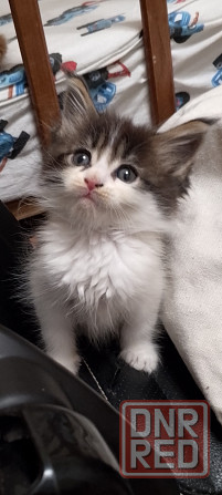 Бронь мейн кун Донецк - изображение 1