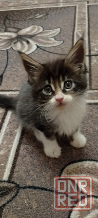 Бронь мейн кун Донецк - изображение 2