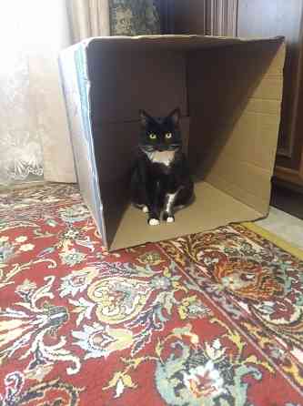 Домик для кошки, когтеточка Донецк