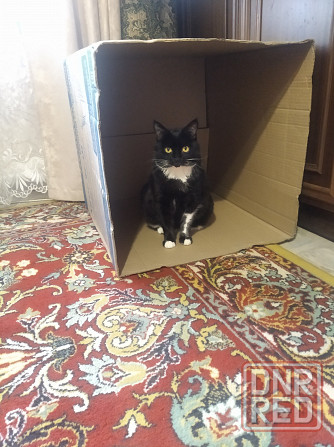 Домик для кошки, когтеточка Донецк - изображение 4