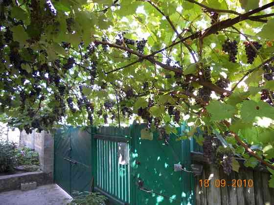 Сдается дом Амвросиевка