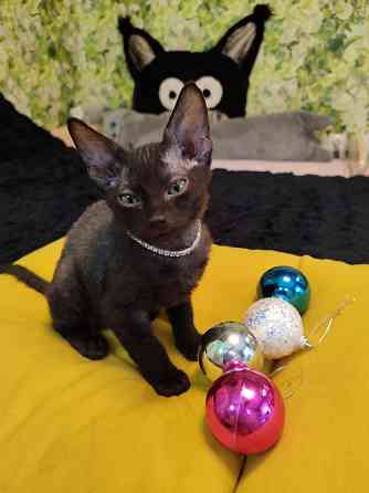 Донской зеленоглазик Донецк