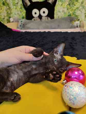 Донской зеленоглазик Донецк