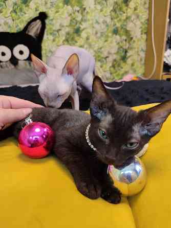 Донской зеленоглазик Донецк