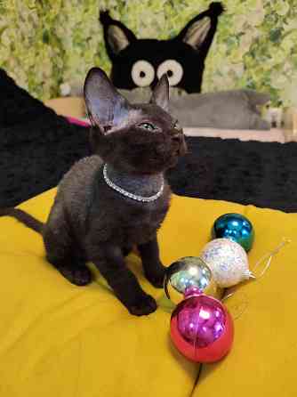 Донской зеленоглазик Донецк