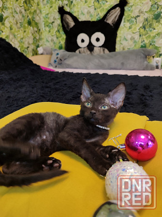 Донской зеленоглазик Донецк - изображение 1