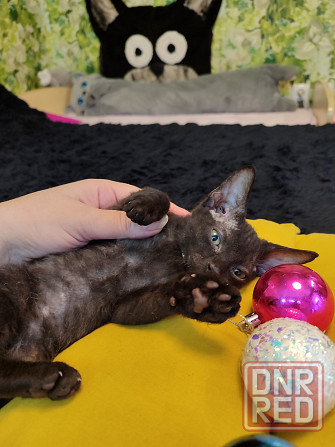 Донской зеленоглазик Донецк - изображение 3