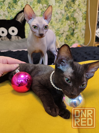 Донской зеленоглазик Донецк - изображение 8