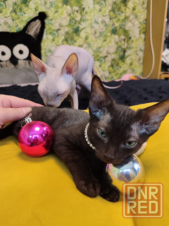 Донской зеленоглазик Донецк - изображение 4