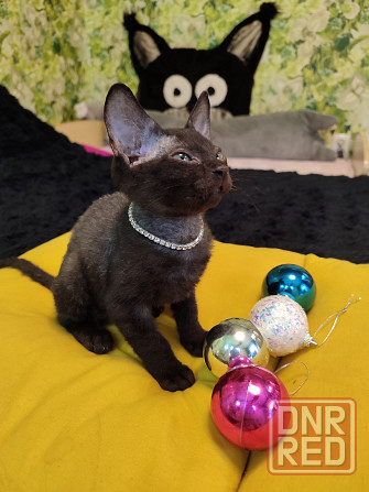 Донской зеленоглазик Донецк - изображение 5