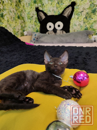 Донской зеленоглазик Донецк - изображение 2