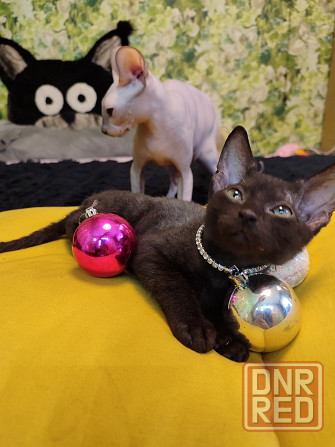 Донской зеленоглазик Донецк - изображение 7