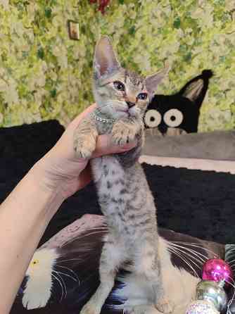 Донская милашка Донецк