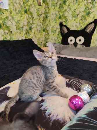 Донская милашка Донецк