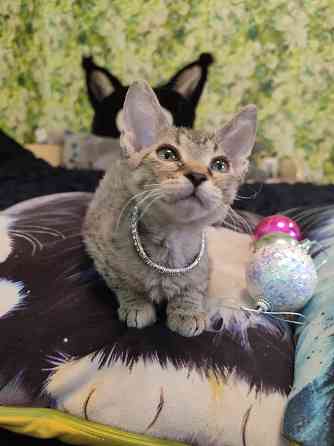 Донская милашка Донецк