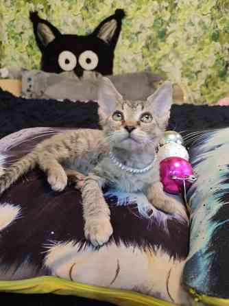 Донская милашка Донецк