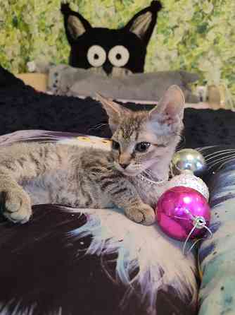 Донская милашка Донецк