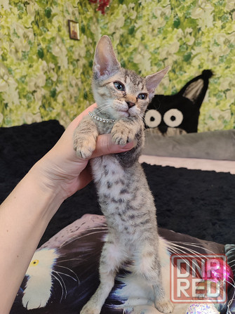 Донская милашка Донецк - изображение 6