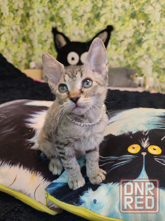 Донская милашка Донецк - изображение 4