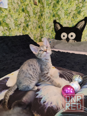 Донская милашка Донецк - изображение 5