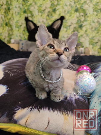 Донская милашка Донецк - изображение 3