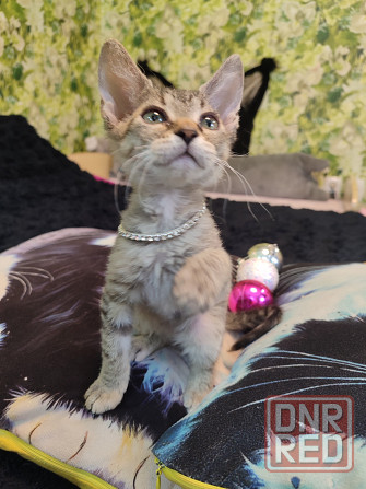 Донская милашка Донецк - изображение 8