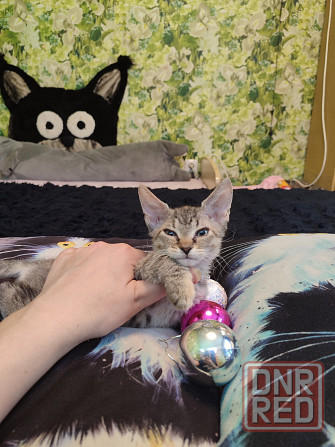 Донская милашка Донецк - изображение 7