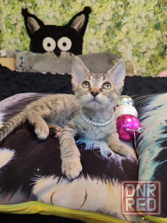 Донская милашка Донецк - изображение 1