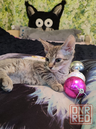 Донская милашка Донецк - изображение 2