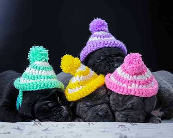 Щенки Кане Корсо Донецк