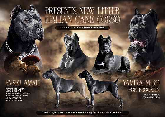 Щенки Кане Корсо Донецк