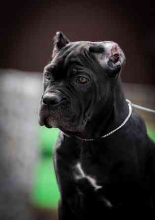 Щенки Кане Корсо Донецк