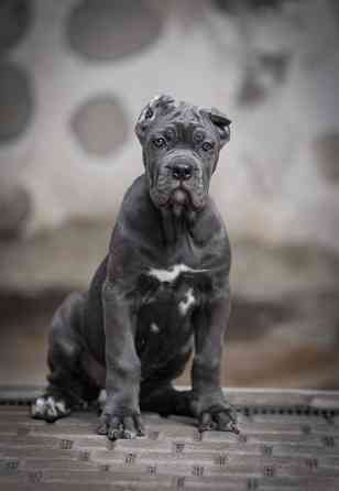 Щенки Кане Корсо Донецк