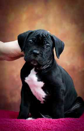 Щенки Кане Корсо Донецк