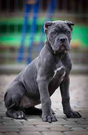 Щенки Кане Корсо Донецк