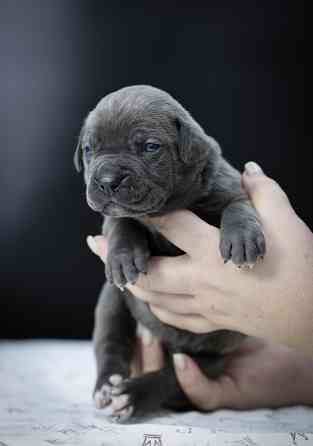 Щенки Кане Корсо Донецк