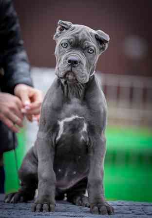 Щенки Кане Корсо Донецк