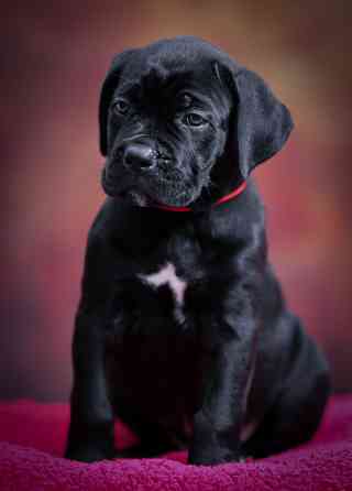 Щенки Кане Корсо Донецк